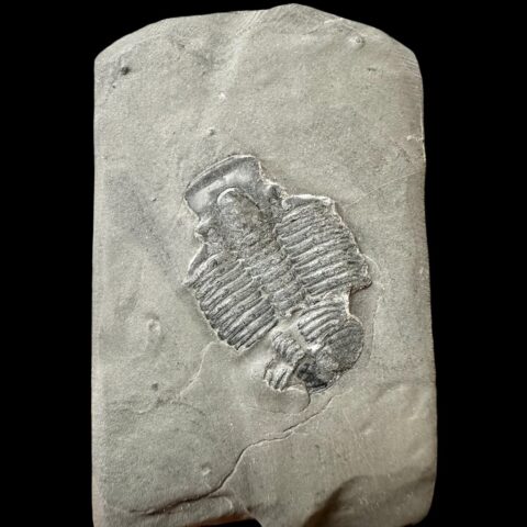 Trilobit Elrathia Kingii – Utah, USA