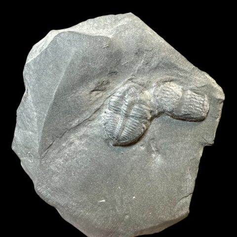 Trilobit Elrathia Kingii – Utah, USA
