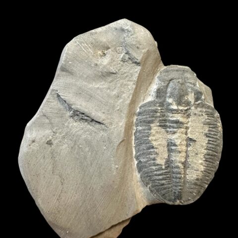 Trilobit Elrathia Kingii – Utah, USA