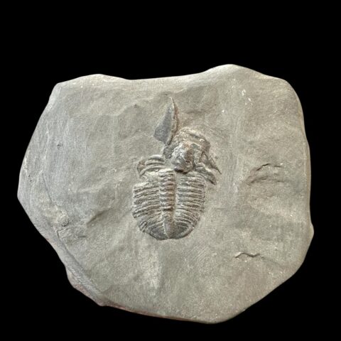 Trilobit Elrathia Kingii – Utah, USA