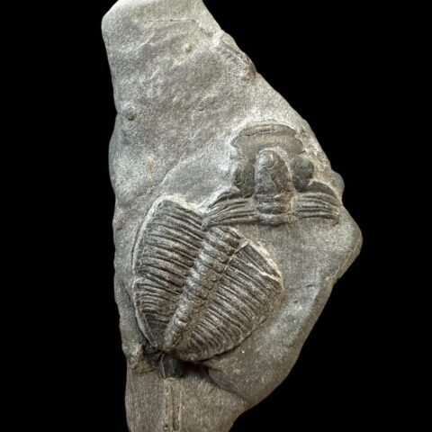 Trilobit Elrathia Kingii – Utah, USA