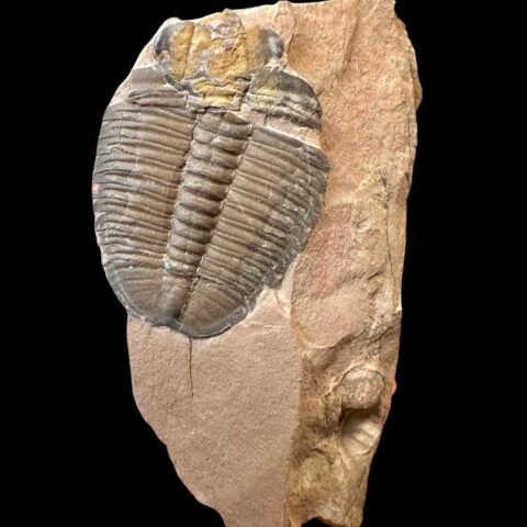 Trilobit Elrathia Kingii – Utah, USA