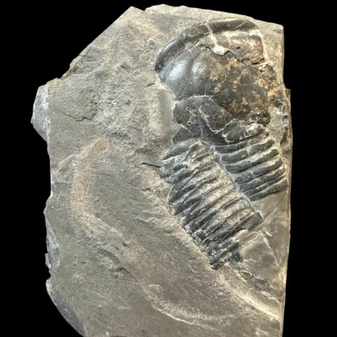 Trilobit Elrathia Kingii – Utah, USA
