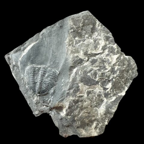 Trilobit Elrathia Kingii – Utah, USA