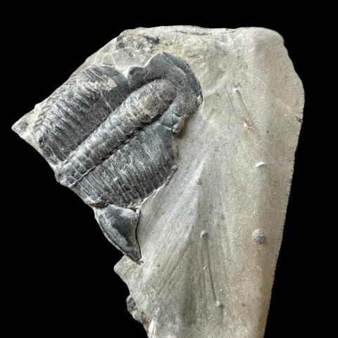 Trilobit Elrathia Kingii – Utah, USA