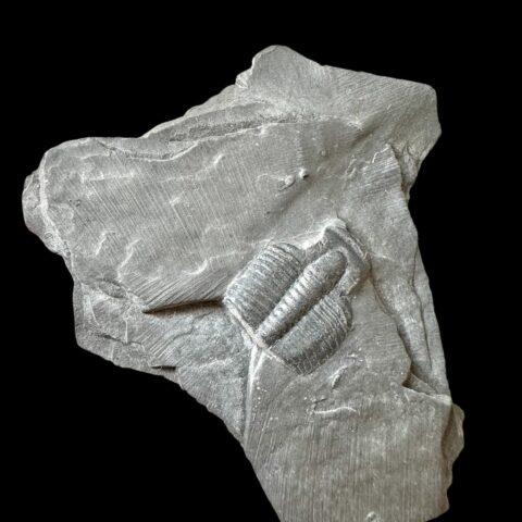Trilobit Elrathia Kingii – Utah, USA