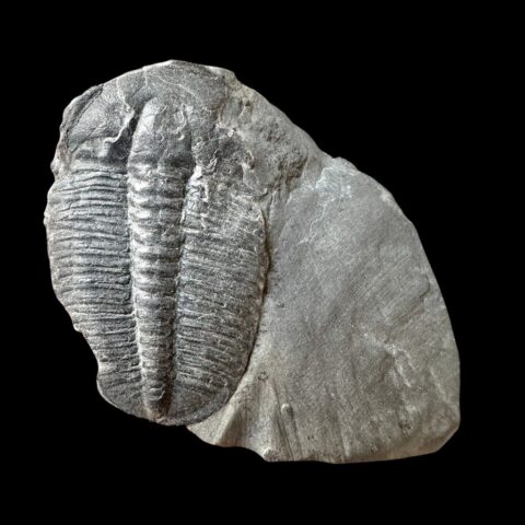 Trilobit Elrathia Kingii – Utah, USA
