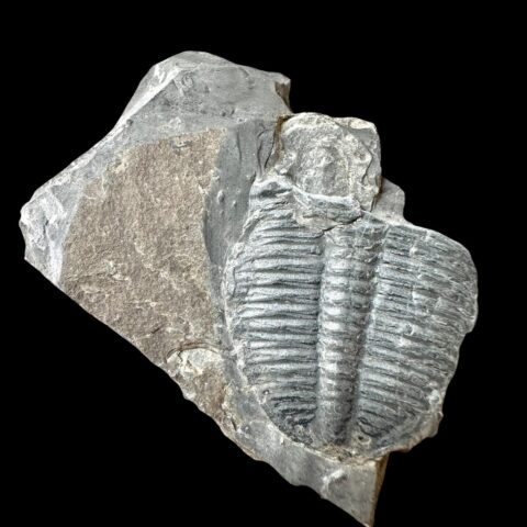 Trilobit Elrathia Kingii – Utah, USA
