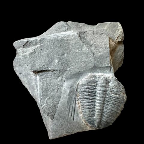 Trilobit Elrathia Kingii – Utah, USA
