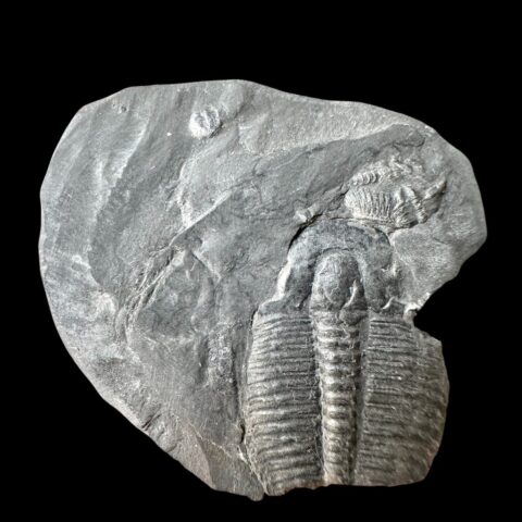 Trilobit Elrathia Kingii – Utah, USA