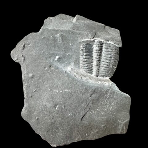 Trilobit Elrathia Kingii – Utah, USA