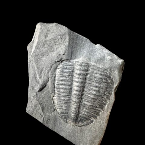 Trilobit Elrathia Kingii – Utah, USA