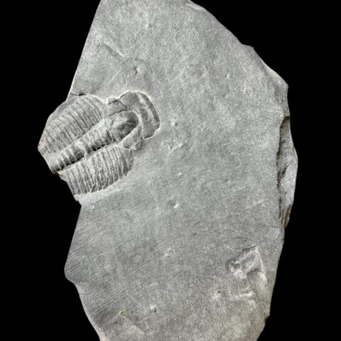 Trilobit Elrathia Kingii – Utah, USA