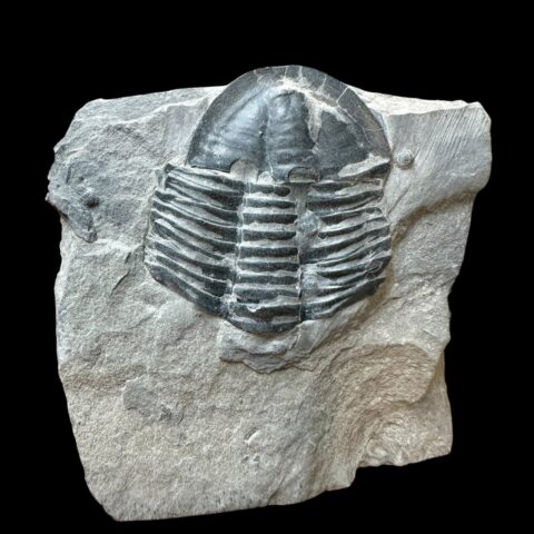 Trilobit Asaphicus wheeleri – Utah, USA