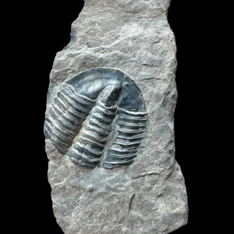 Trilobit Asaphicus wheeleri – Utah, USA