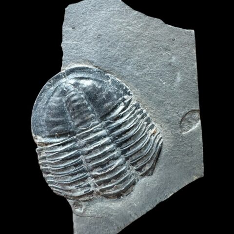 Trilobit Asaphicus wheeleri – Utah, USA
