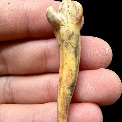 Fosilní zub jeskynního medvěda (Ursus spelaeus) 4,7cm – Slovensko