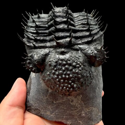 Trilobit Drotops Armatus – Maader, Maroko