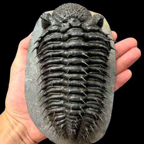Trilobit Drotops Armatus – Maader, Maroko