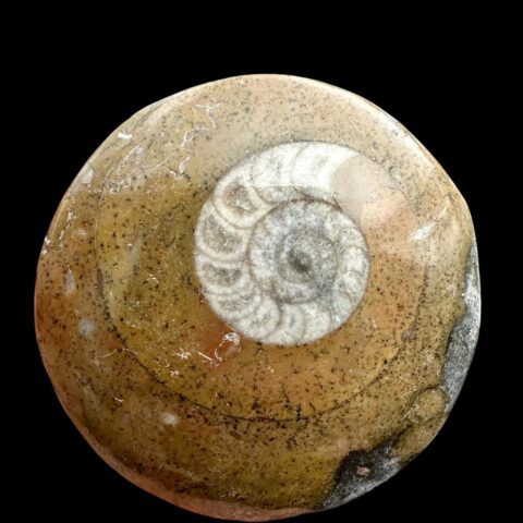 Amonit 4,7cm – Maroko