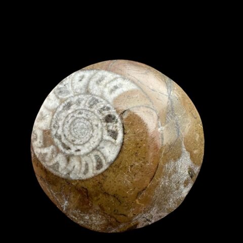 Amonit 3,6cm – Maroko