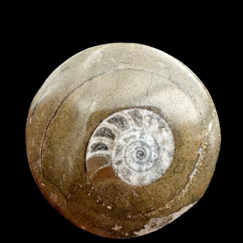 Amonit 5,2cm – Maroko