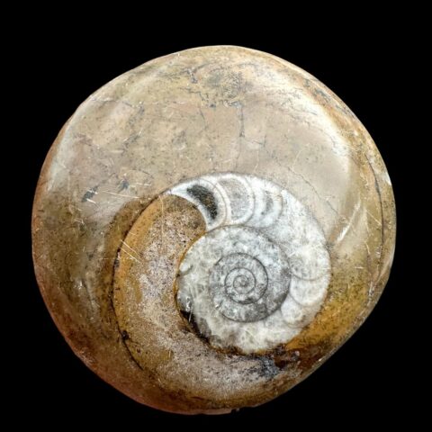 Amonit 4,7cm – Maroko