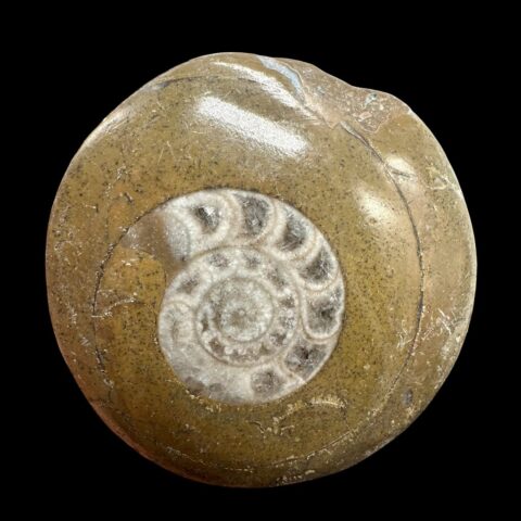 Amonit 4,3cm – Maroko
