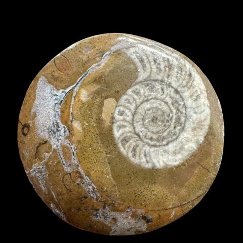 Amonit 4,6cm – Maroko