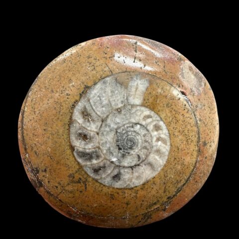 Amonit 4,8cm – Maroko