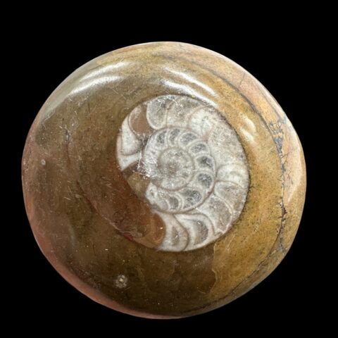 Amonit 5,1cm – Maroko