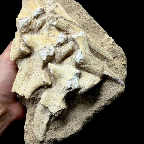 Obratle z hrudní části páteře Ještěr Dyrosaurus phosphaticus – Maroko