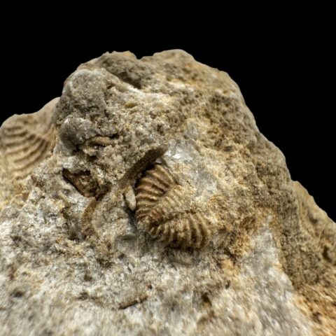 Trilobit Encrinuraspis beaumonti a ramenonožci – Lom Kosov, ČR