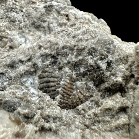 Trilobit Encrinuraspis beaumonti a ramenonožci – Lom Kosov, ČR