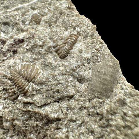Trilobit Encrinuraspis beaumonti a ramenonožci – Lom Kosov, ČR