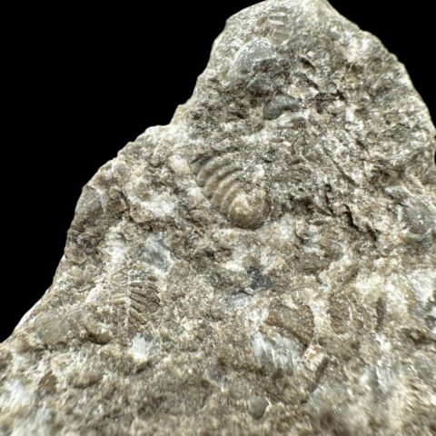 Trilobit Encrinuraspis beaumonti a ramenonožci – Lom Kosov, ČR