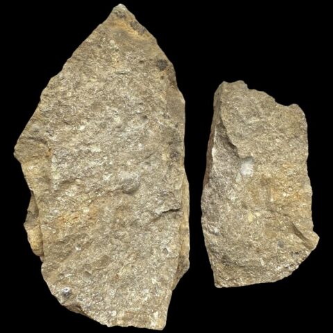 Trilobit Encrinuraspis beaumonti a ramenonožci – Lom Kosov, ČR