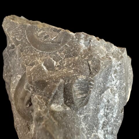 Trilobit Bohemoharpes ungula – Lom Kosov, ČR
