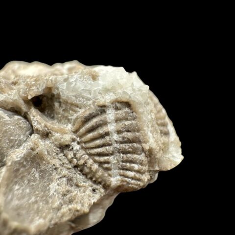Trilobit Encrinuraspis beaumonti a ramenonožec Hircinisca megaera – Lom Kosov, ČR