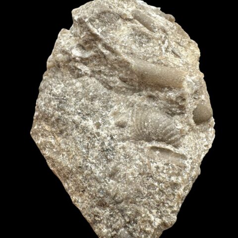 Trilobit Encrinuraspis beaumonti a ramenonožci Atrypoidea linguata – Lom Kosov, ČR