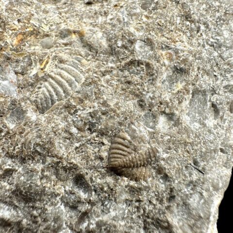 Trilobit Encrinuraspis beaumonti a ramenonožci Atrypoidea linguata – Lom Kosov, ČR