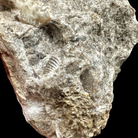Trilobit Encrinuraspis beaumonti a ramenonožci Atrypoidea linguata – Lom Kosov, ČR