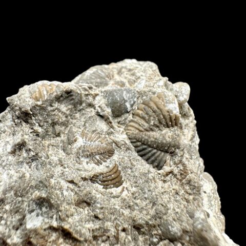 Trilobit Encrinuraspis beaumonti a ramenonožci Atrypoidea linguata – Lom Kosov, ČR