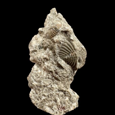 Trilobit Encrinuraspis beaumonti a ramenonožci Atrypoidea linguata – Lom Kosov, ČR