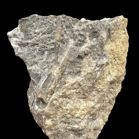 Trilobit Encrinuraspis beaumonti a ramenonožci Atrypoidea linguata – Lom Kosov, ČR