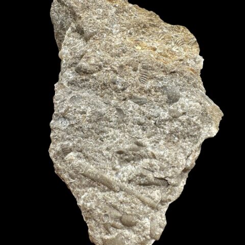 Trilobit Encrinuraspis beaumonti a ramenonožci Atrypoidea linguata – Lom Kosov, ČR