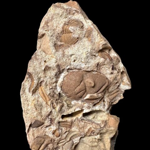 Trilobit Dalmanitina socialis – Veselá u Berouna, ČR