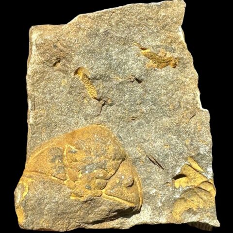 Trilobit Dalmanitina socialis – Lísek u Berouna, ČR