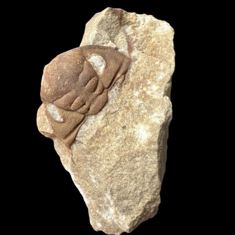 Trilobit Dalmanitina socialis – Drábov u Berouna, ČR