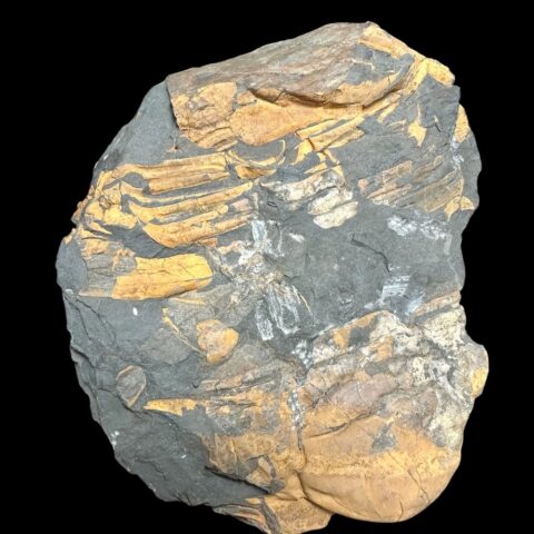 Trilobit Paradoxides cerens – Skryje, ČR